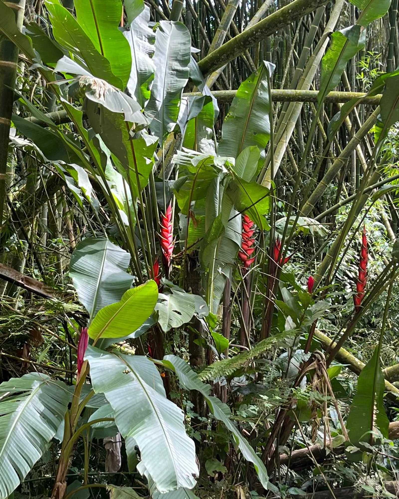 Sendero entre bambú, ambiente del Paseo del Bambú